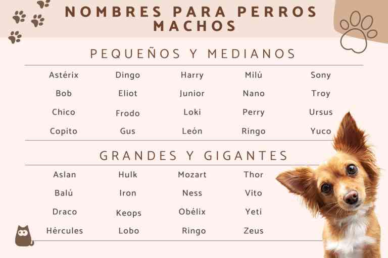 50 nombres encantadores para tu perrito pequeño Veterinaria