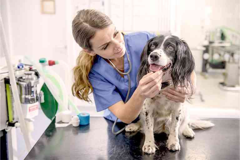 Guía completa sobre el costo de una visita al veterinario Todo lo que