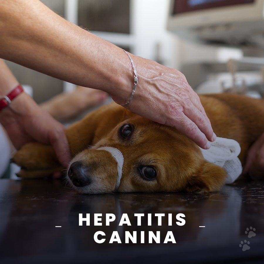 Gu A Completa Sobre La Hepatitis En Perros Tratamiento Y Duraci N