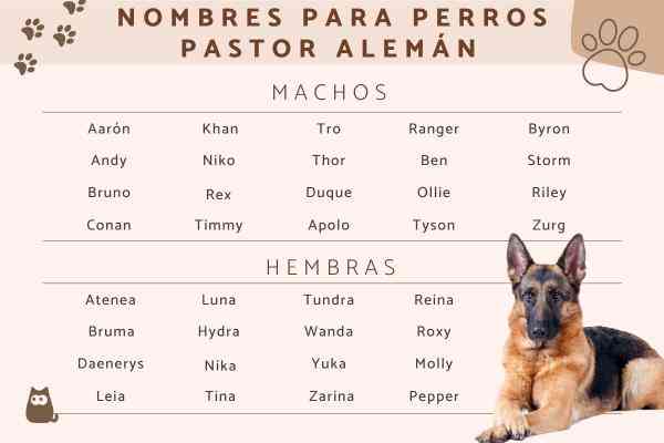 Gu A De Nombres Para Tu Nueva Perrita Encuentra El Nombre Perfecto En