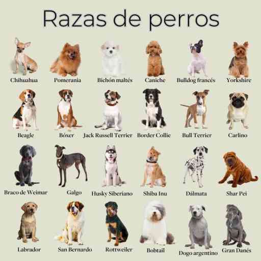 Gu A De Razas De Perros Seg N Tipo De Pelaje Corto Largo Y Duro