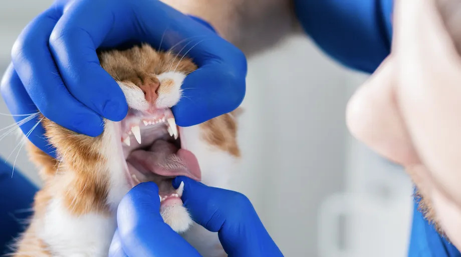 Gu A Pr Ctica Para Cuidar El Labio Inflamado De Tu Gato Veterinaria