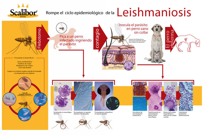 Leishmaniasis En Perros Riesgos Para Humanos Y Posibles Tratamientos