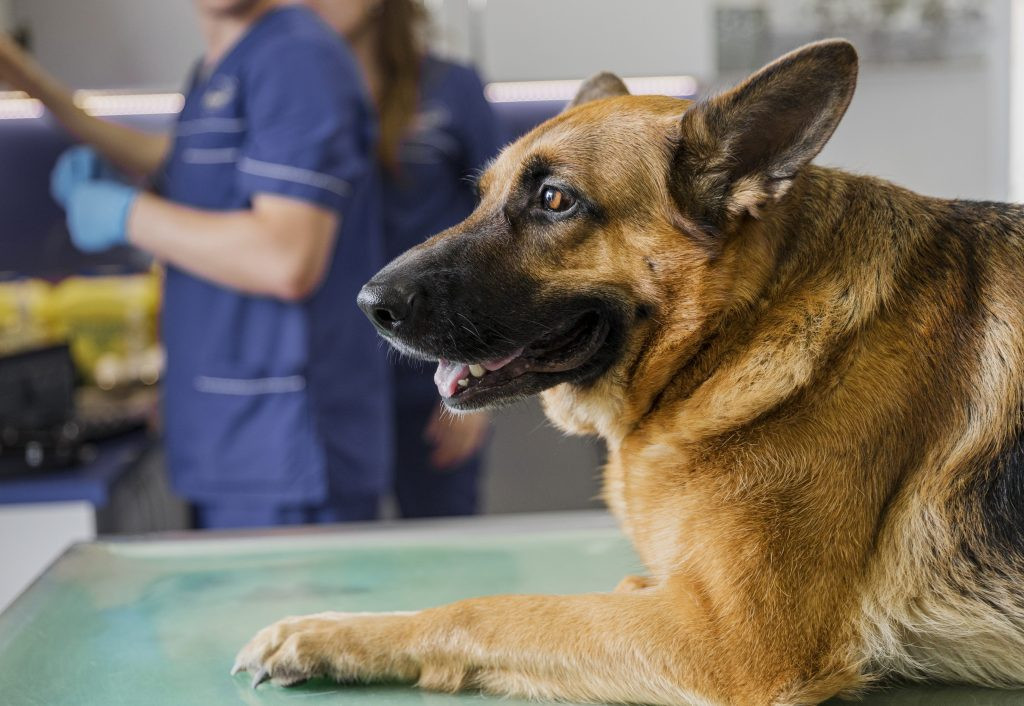 Todo Lo Que Debes Saber Sobre La Esterilizaci N De Una Perra Veterinaria