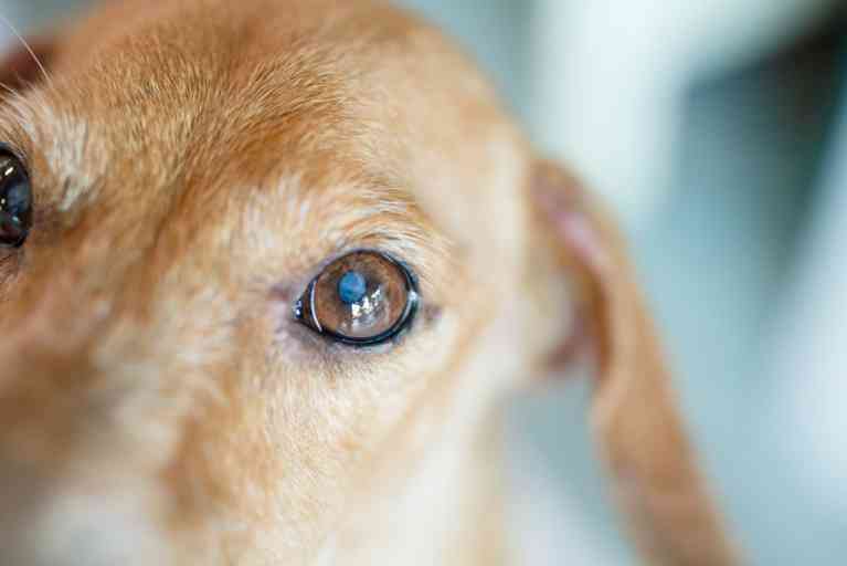 Todo Lo Que Debes Saber Sobre Las Cataratas En Perros Veterinaria