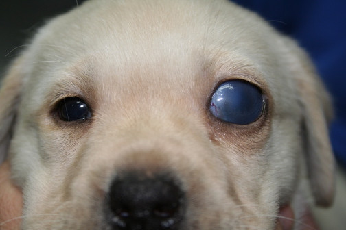 cómo desarrollan los perros el glaucoma