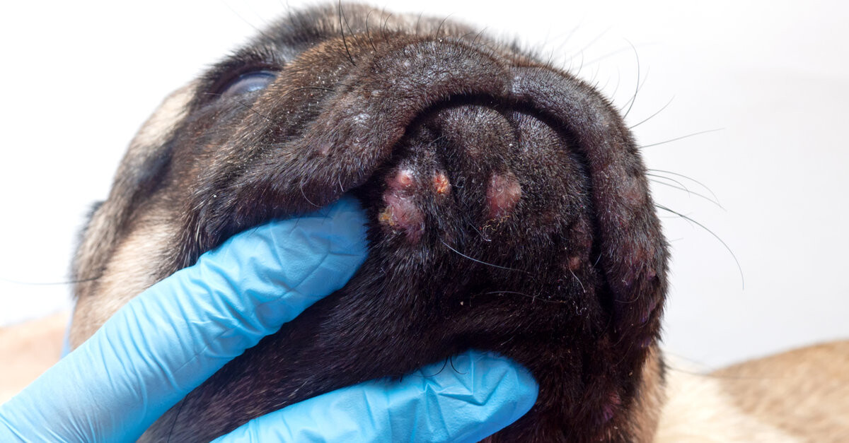 cuanto cuesta extirpar un lipoma de perro