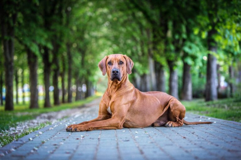 son buenos perros de familia rhodesian ridgeback