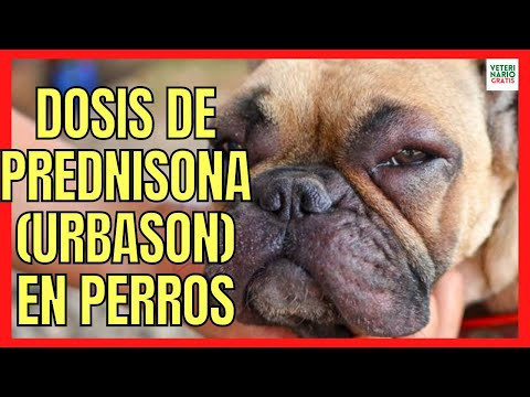 perro microsporum canis