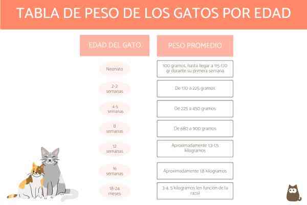 Guía completa: Peso ideal de un gato según su edad y tamaño - Veterinaria