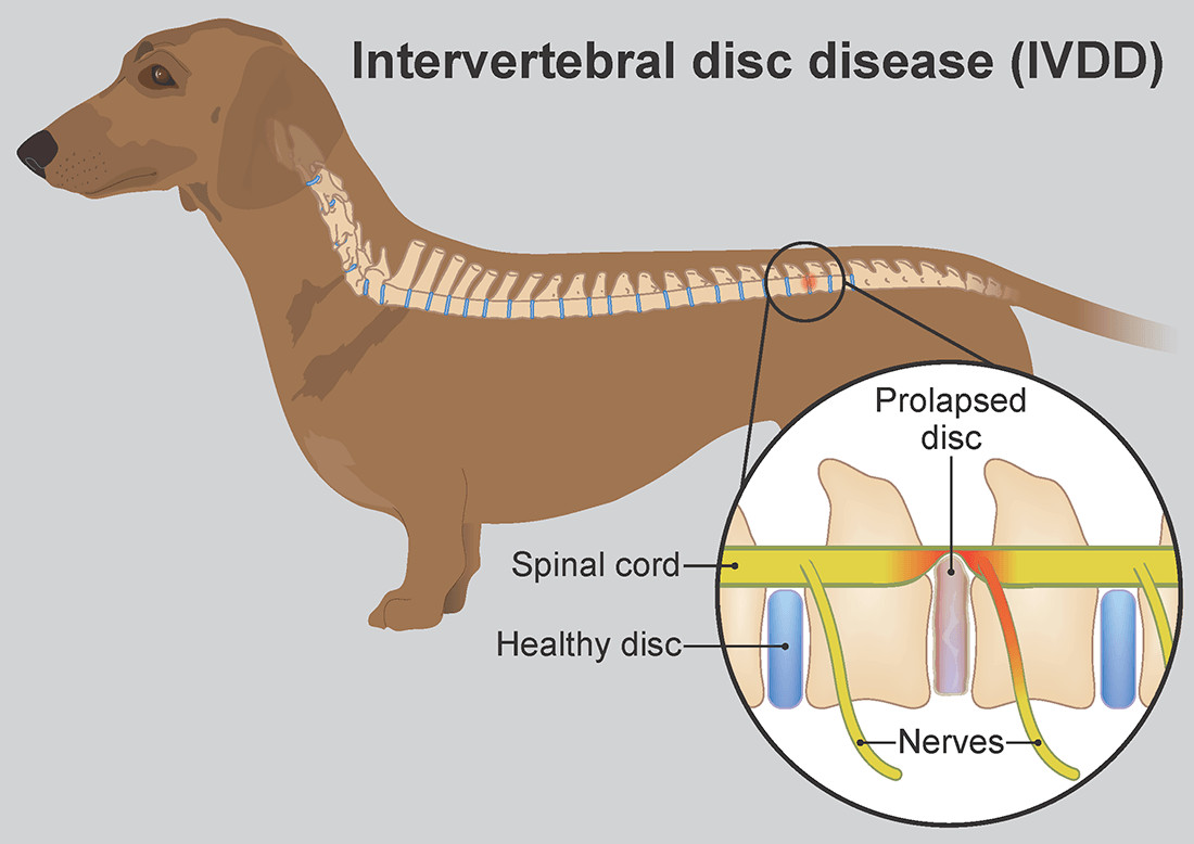 cómo se trata una hernia de disco en un perro