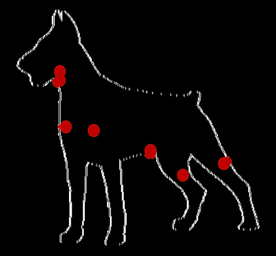 cómo mantener cómodo al perro con linfoma