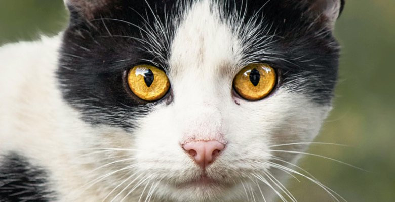 Guía completa sobre ojos amarillos en gatos: causas, razas y ...