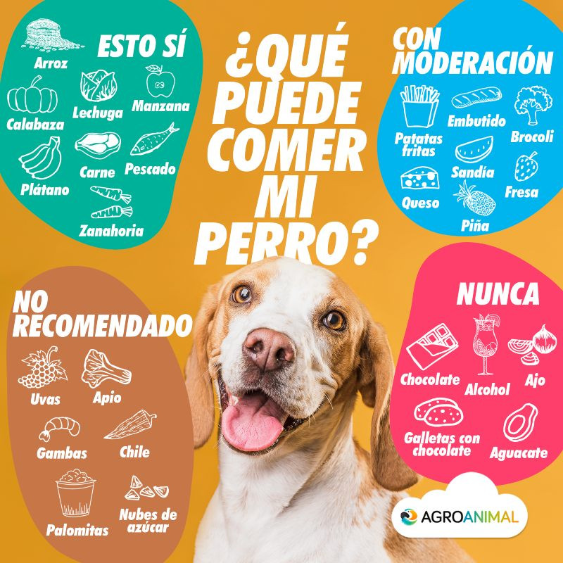 qué tipo de pescado es seguro para los perros