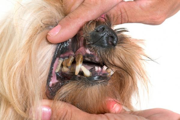 rellenan las caries en los perros