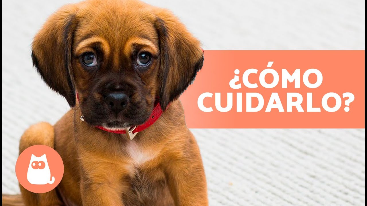 es grave un soplo cardiaco en un perro