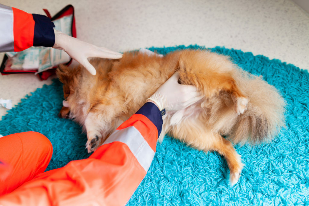 que se le puede dar a los perros para problemas respiratorios