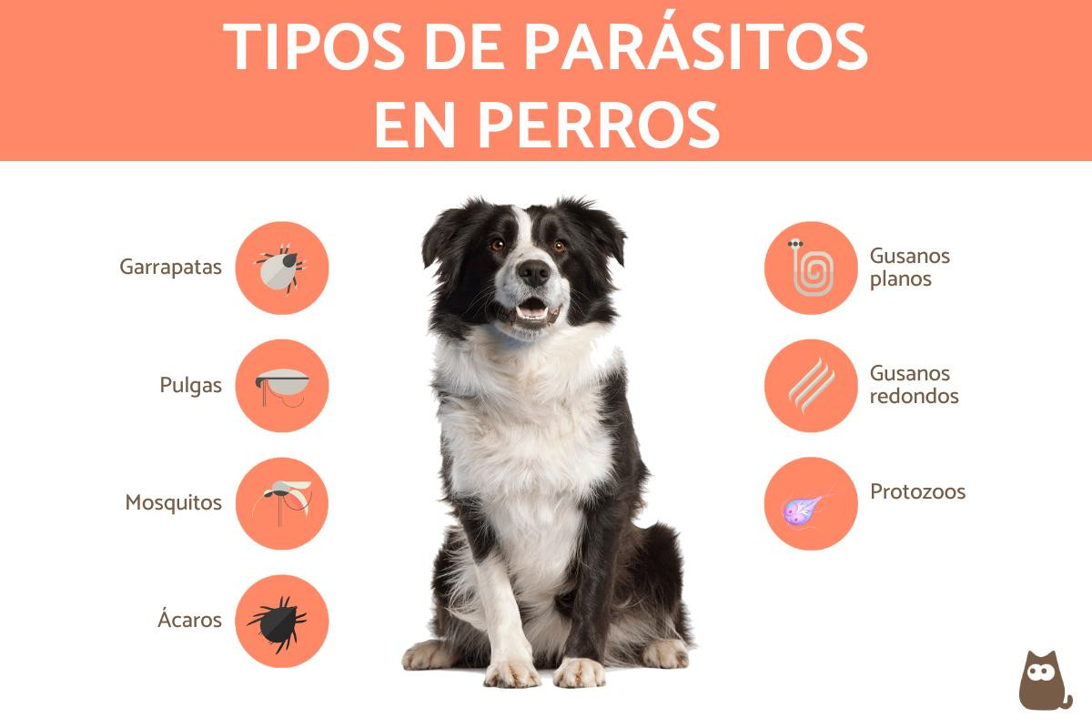 pueden los humanos contraer gusanos de perro