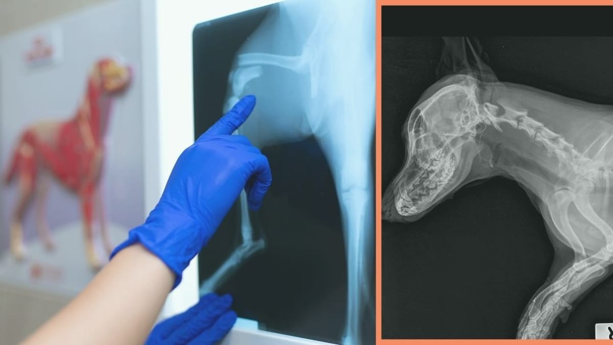 cuanto vale una radiografia en la pata de un perro