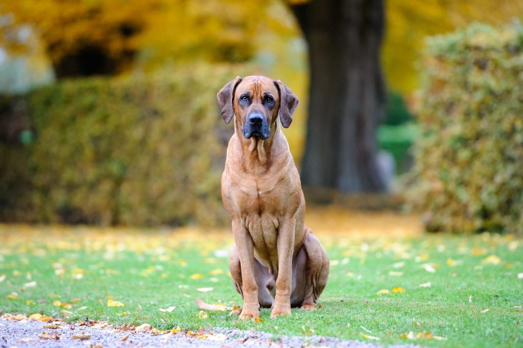 los rhodesian ridgeback son agresivos