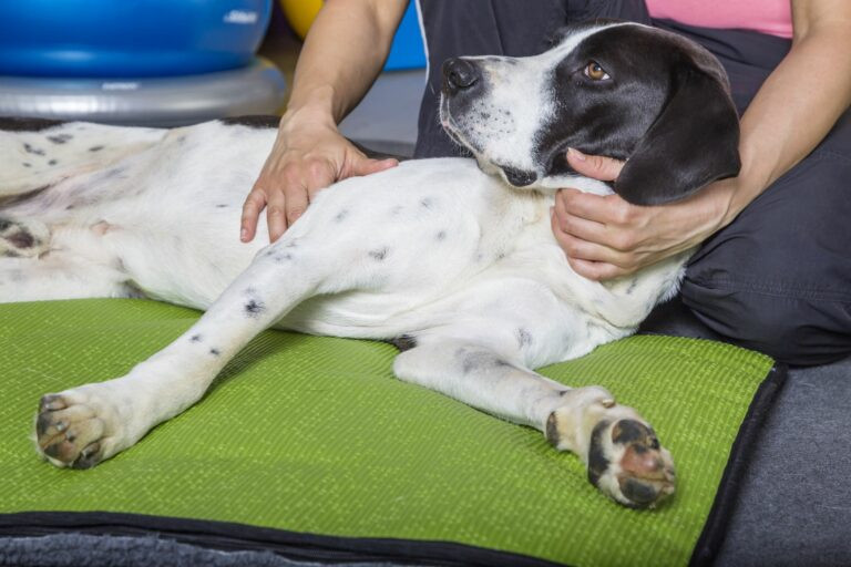 Técnicas De Tratamiento Para Perros Con Problemas Neurológicos Y Sus Efectos En La Salud Canina 4654