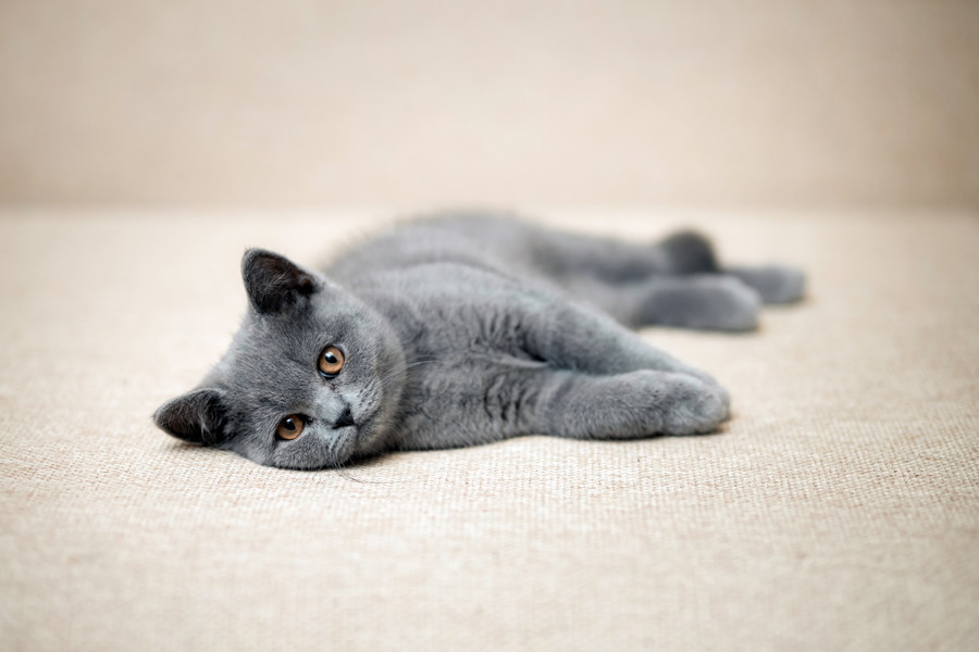 Todo lo que necesitas saber sobre los gatos British Shorthair - Veterinaria