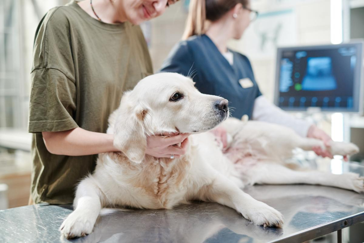 cuáles son los efectos secundarios de los medicamentos para la tiroides en perros