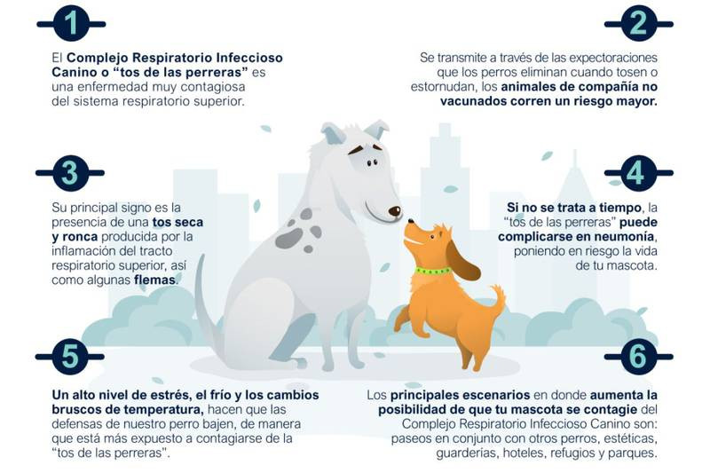 qué causa la tos de las perreras en los perros