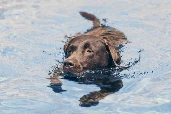 cuanto cuesta la operacion de rodilla de perro