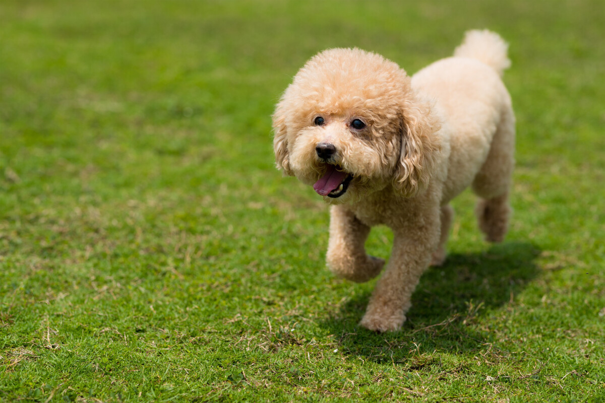 por qué un caniche es un perro de utilidad