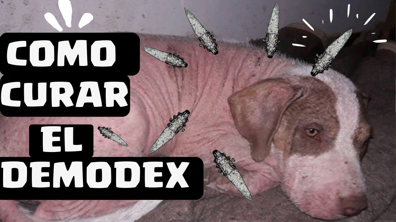 como tratar demodex en perros