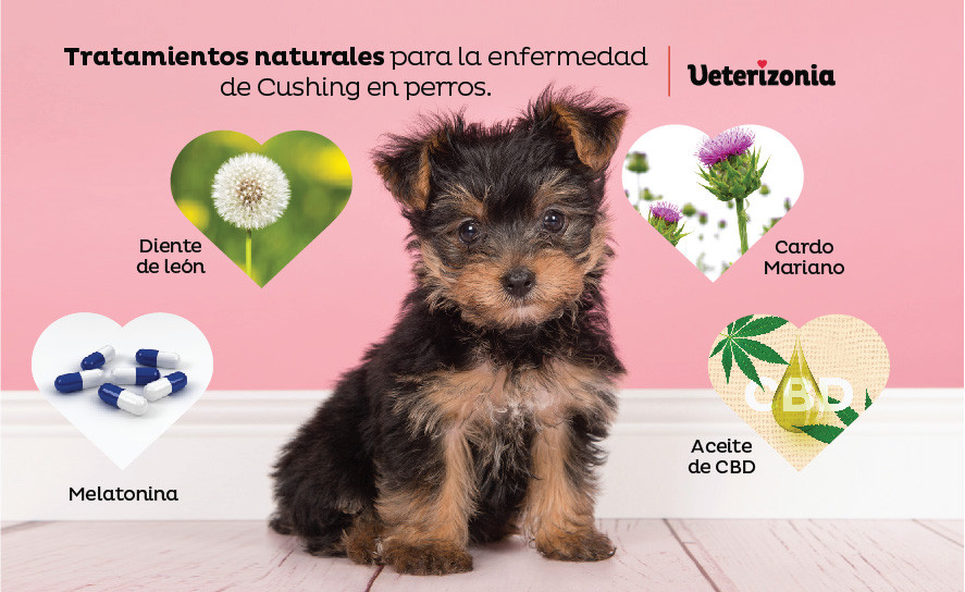 Tres Claves Para Combatir El Síndrome De Cushing En Perros - Veterinaria