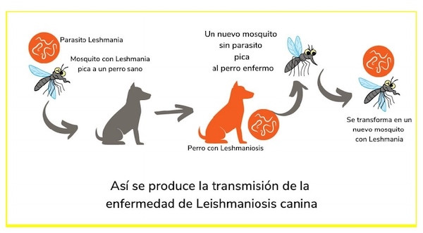 Tres Claves Sobre La Leishmaniasis Síntomas En Perros Contagio A