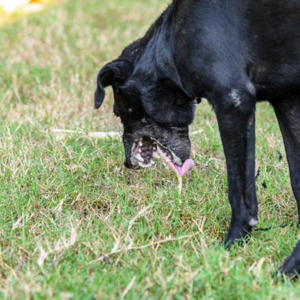 como hacer vomitar a un perro con hidrogeno